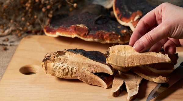 Exploring the Immune-Boosting Benefits of Reishi Mushroom