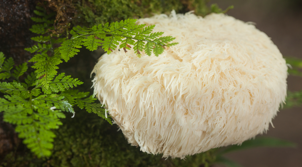 Unlocking the Power of Lion's Mane: A Comprehensive Guide to the Incredible Medicinal Mushroom