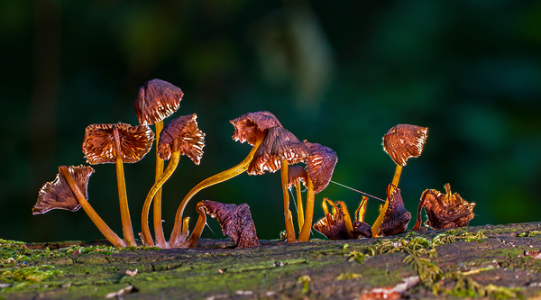 Are Mushrooms Going to Take Over the World?