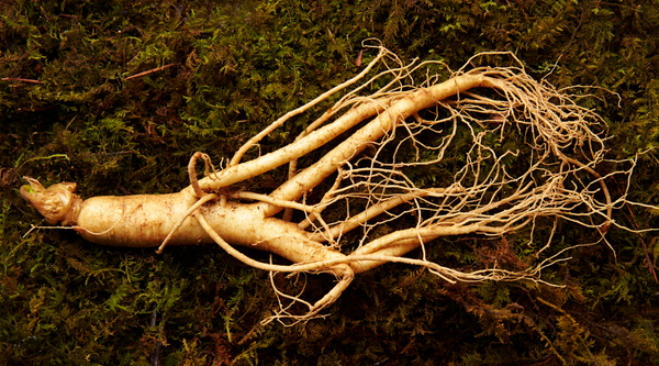 The Remarkable World of Ginseng