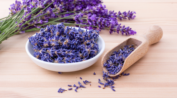 The Lavender Plant: An Herbal Spotlight