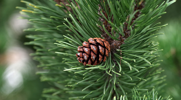 Scotch Pine Unveiled: A Journey Through History, Healing, and Heritage