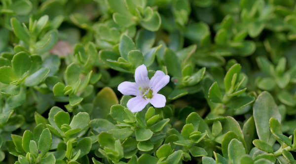 Bacopa Monnieri: Unveiling the Ancient Herb's Modern Marvels
