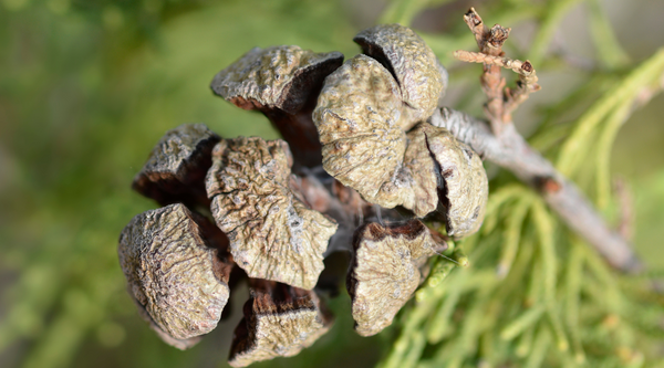 Italian Cypress: Unveiling the Pain-Relieving Magic of the Mediterranean Marvel