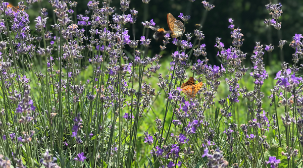 The Significance of Herbalism in Indigenous Communities