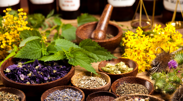 Unveiling the Nutritional Wonders of Herbs