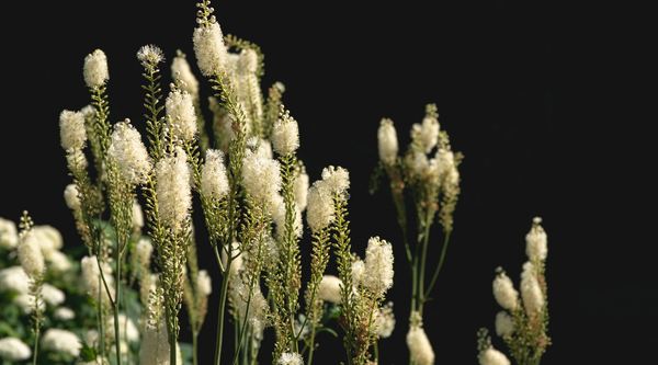 Discovering the Potential of Black Cohosh