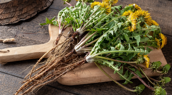 DANDELIONS: A DIGESTIVE DELIGHT