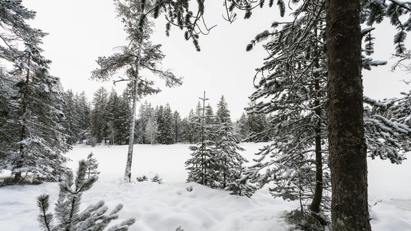 Boost Your Immunity Before Winter with Canaherb Immune