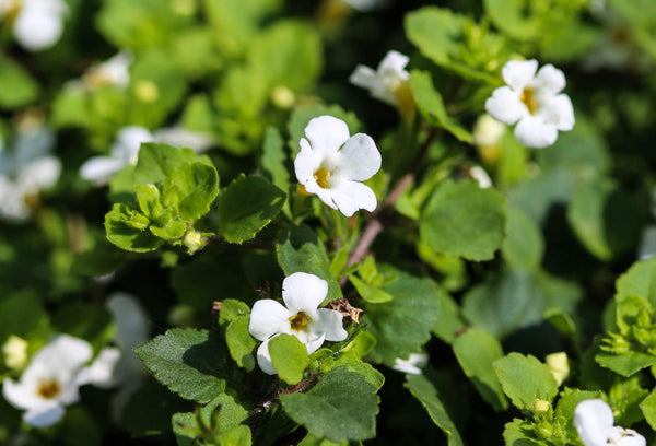 A bacopa that is frequently used in herbal medicine to enhance memory