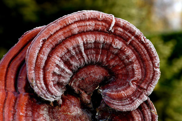 Reishi mushroom growing in nature